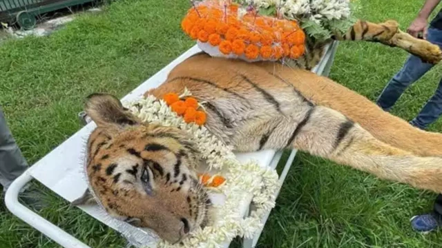 ഏറ്റവും പ്രായം കൂടിയ ബംഗാൾ കടുവ ‘രാജ’ ഓർമയായി